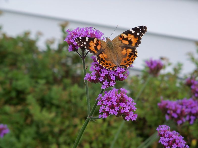 Verbena