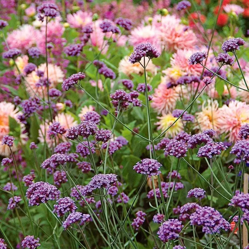 Verbena Bonariensis