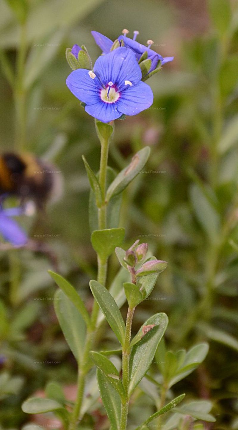 Veronica Alpina