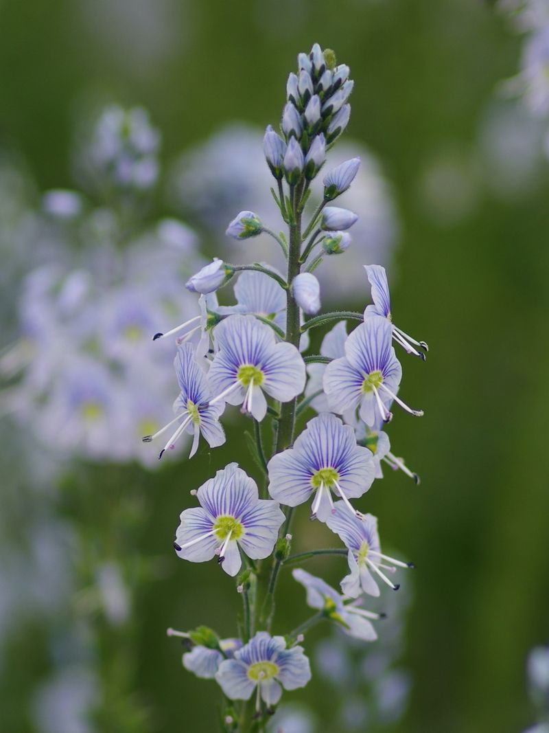 Veronica Gentianoides