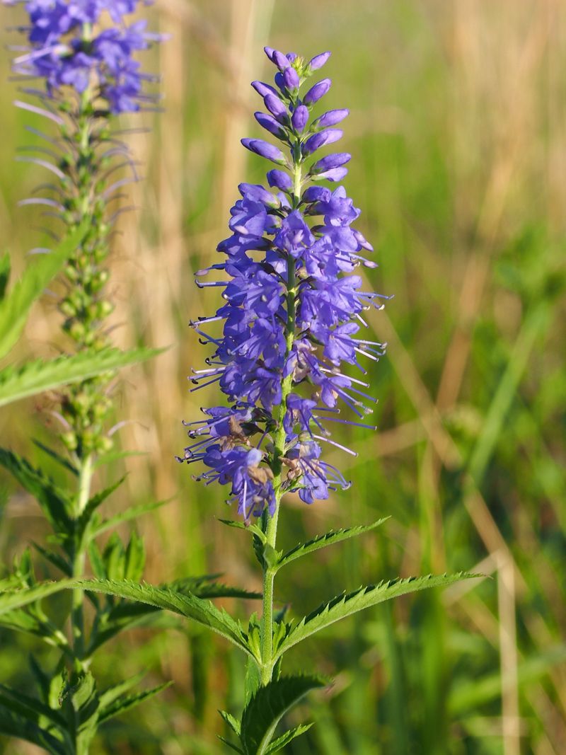 Veronica Longifolia