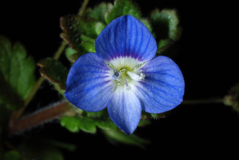 Veronica Persica