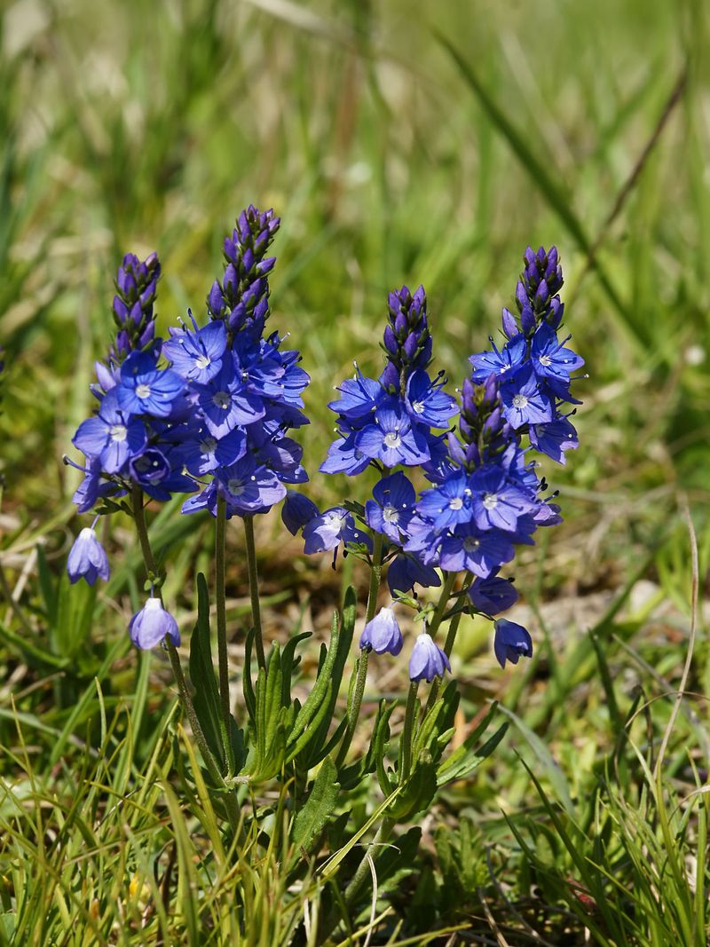 Veronica Prostrata