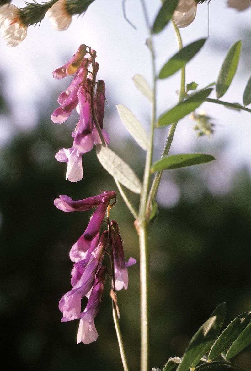 Vetch