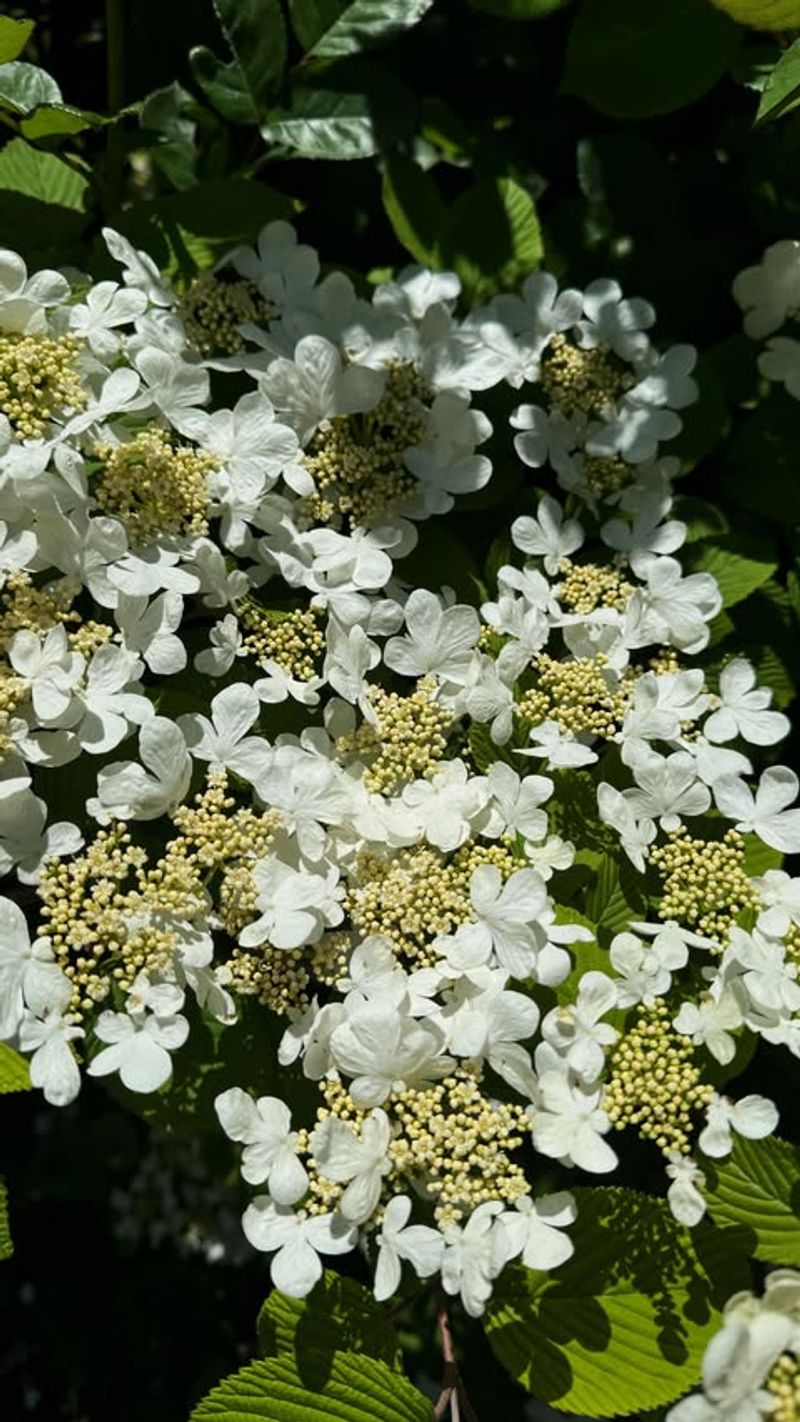 Viburnum