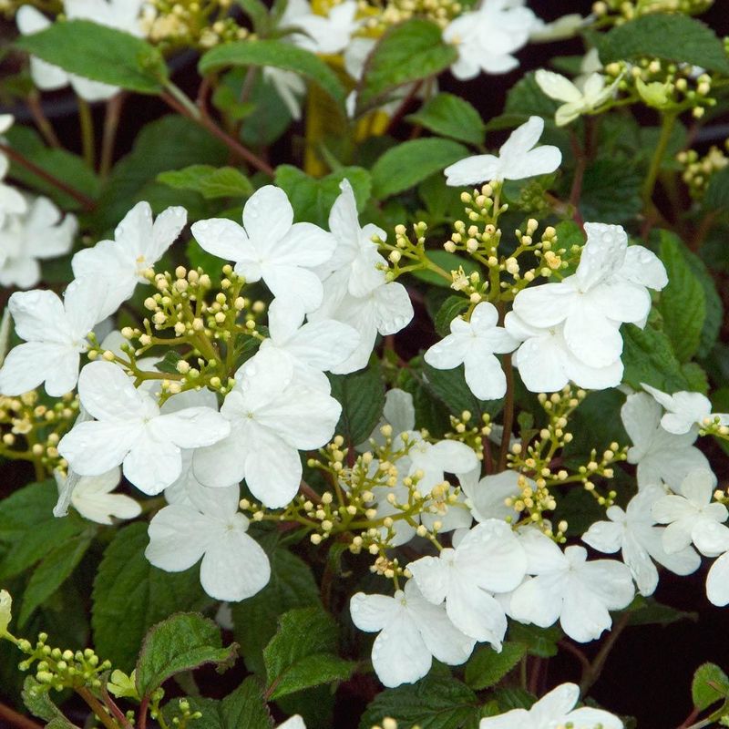 Viburnum 'Mariesii'