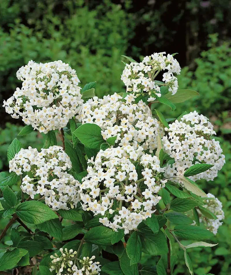 Viburnum