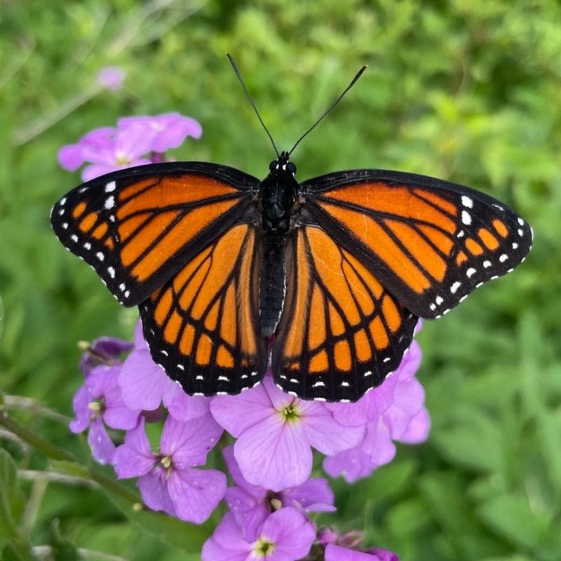 Viceroy Butterfly