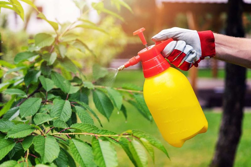 Vinegar Weed Killer