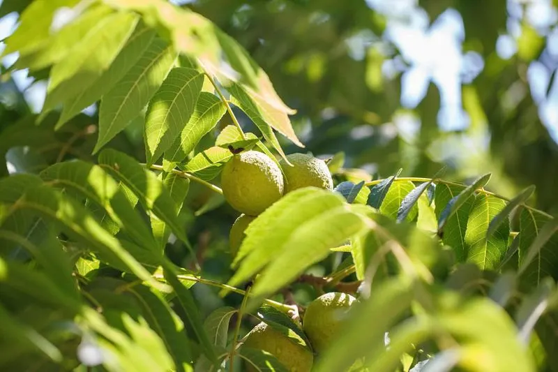 Walnut Trees