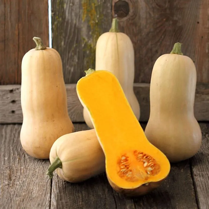 Waltham Butternut Squash