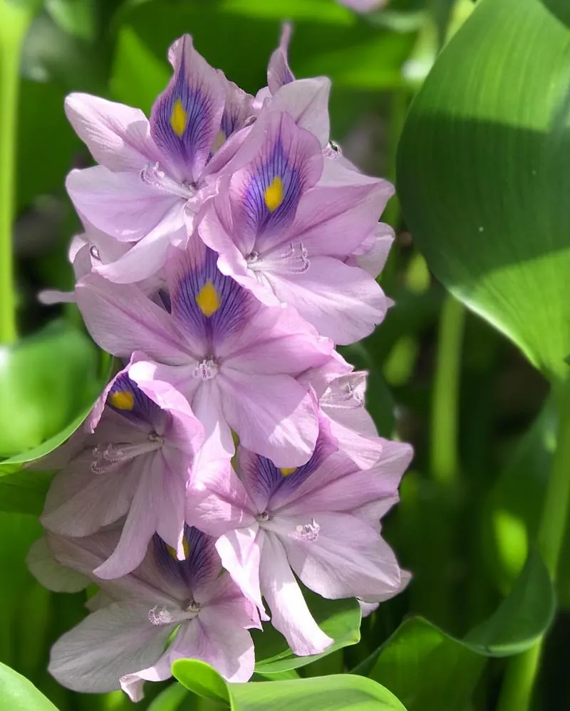 Water Hyacinth