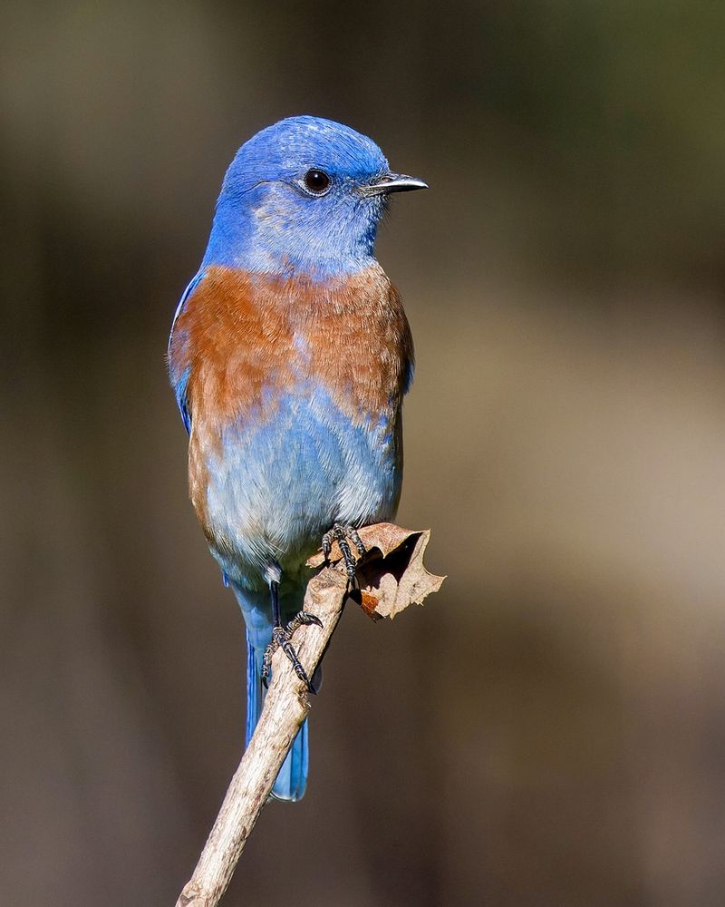 Western Bluebird