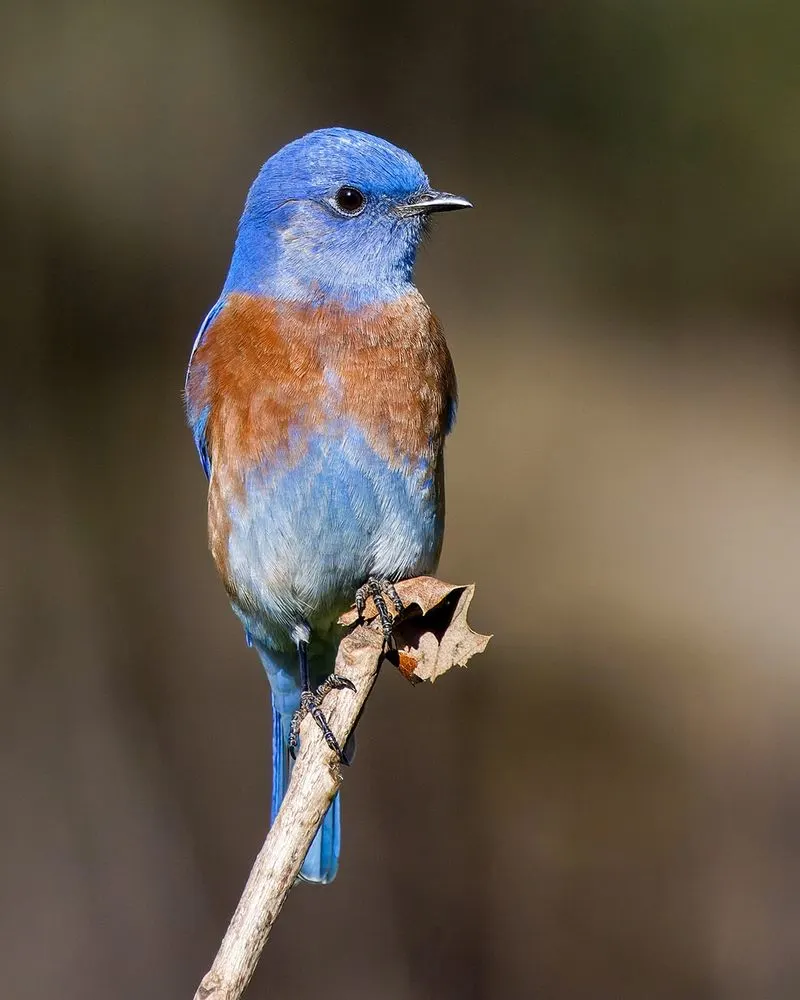 Western Bluebird