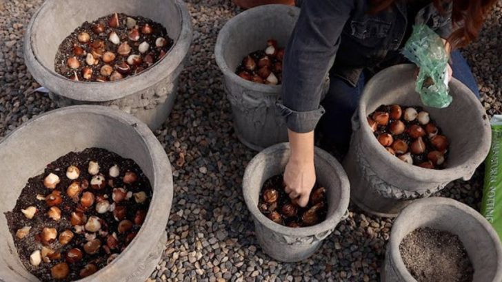 What to Do If You Forgot to Plant Your Bulbs Last Fall