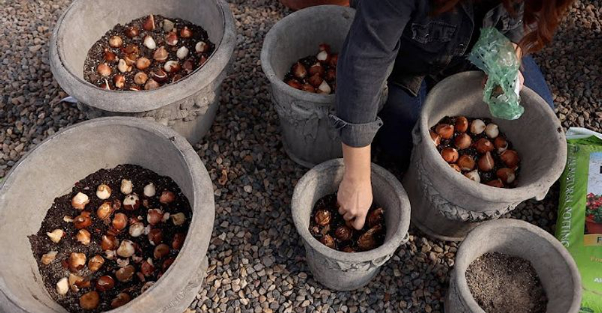 What to Do If You Forgot to Plant Your Bulbs Last Fall