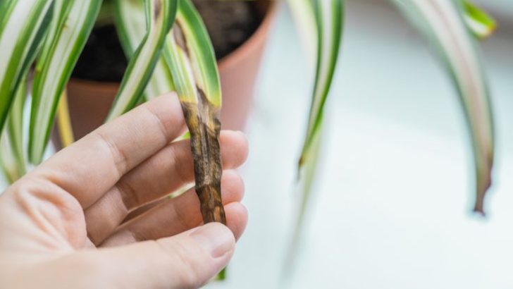 When Dry Air Is Hurting Your Spider Plant These 8 Signs Will Show It