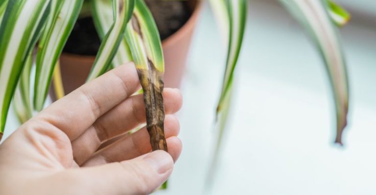 When Dry Air Is Hurting Your Spider Plant These 8 Signs Will Show It