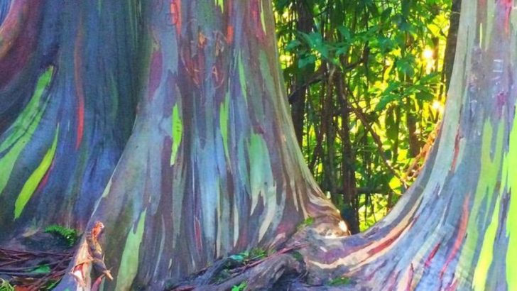 Where to Spot Rainbow Eucalyptus, the Most Colorful Trees in the U.S.