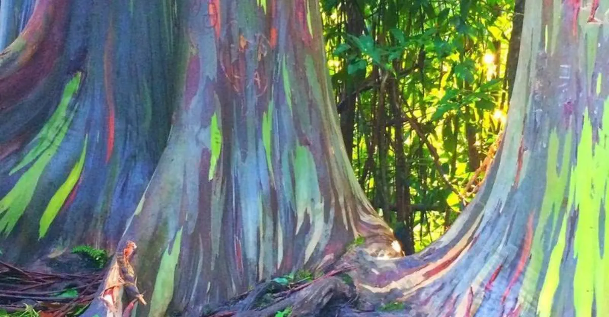 Where to Spot Rainbow Eucalyptus, the Most Colorful Trees in the U.S.