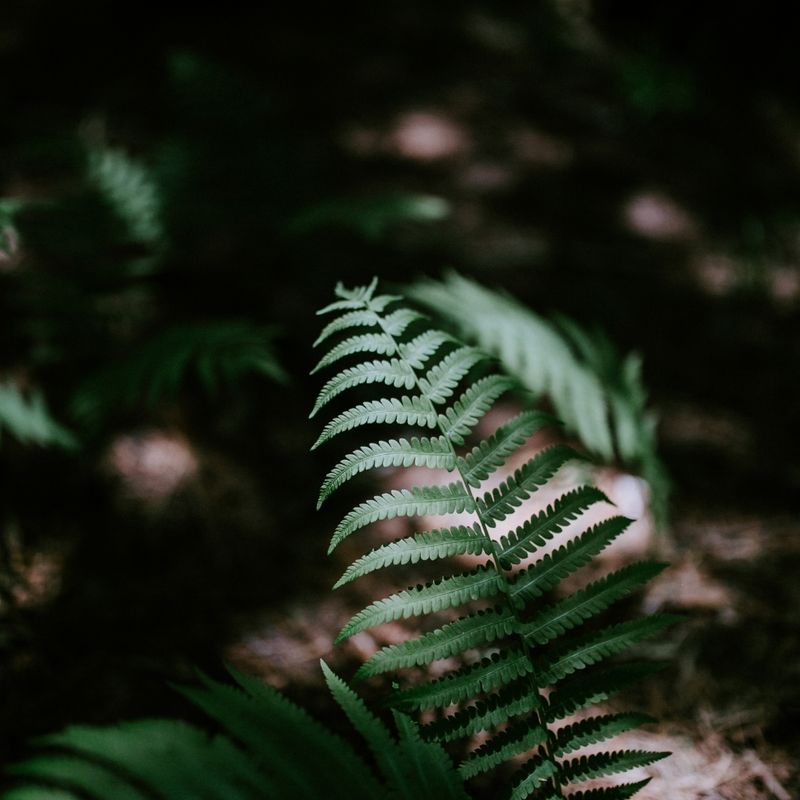 Whispering Fern