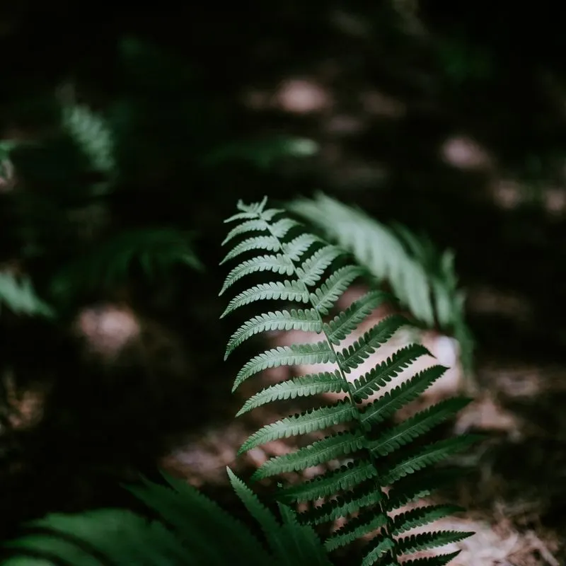 Whispering Fern