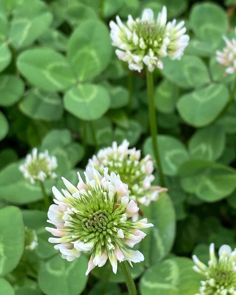 White Clover