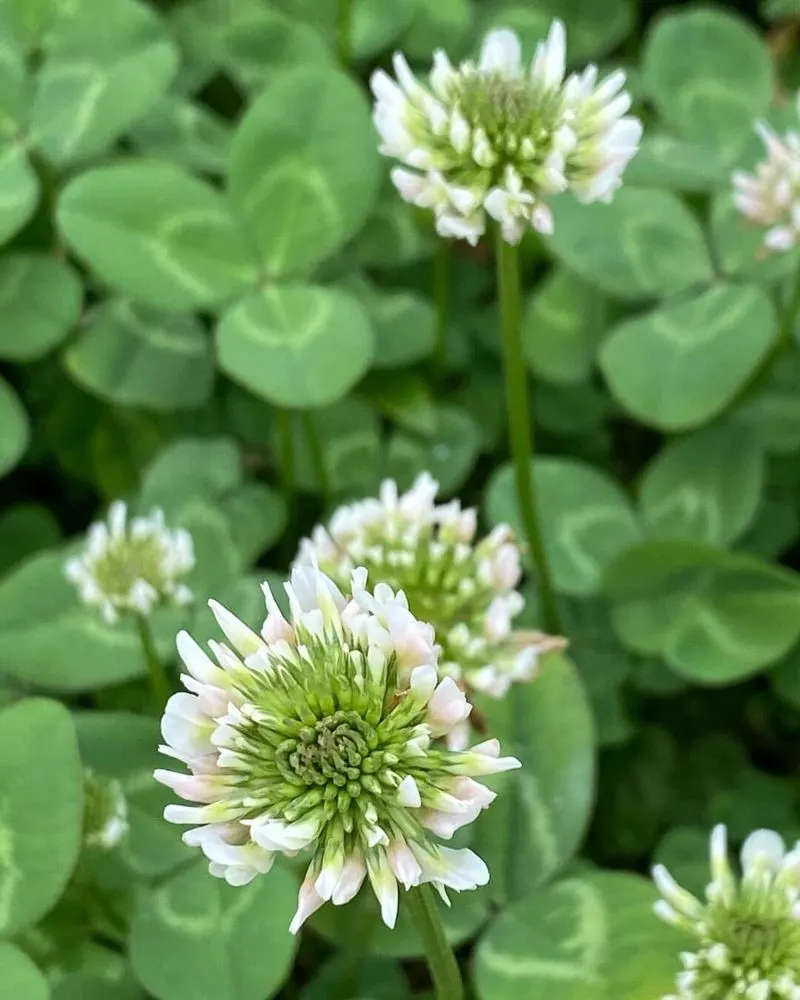 White Clover