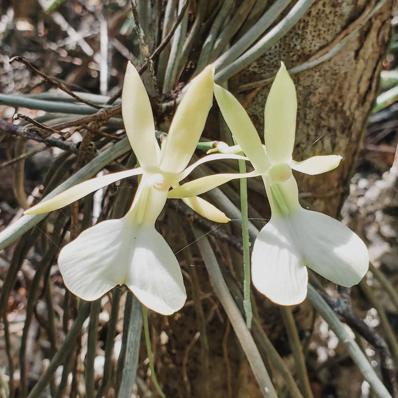 White Ghost Orchid