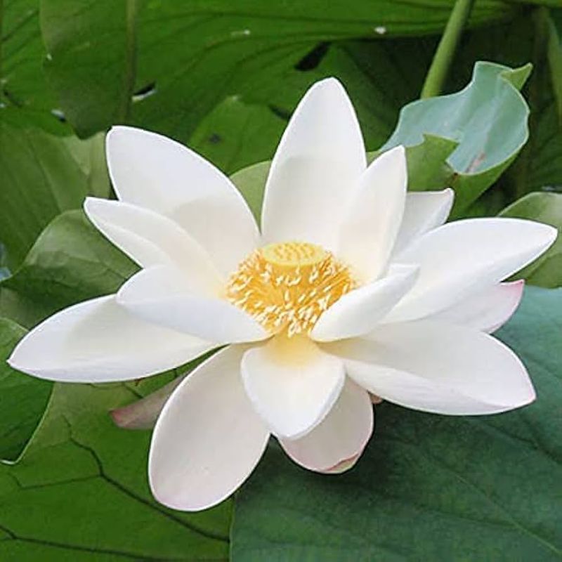 White Lotus