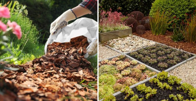 Why Mulch Is a Must for Every Thriving Garden