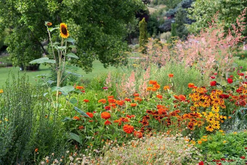 Wildflower Garden