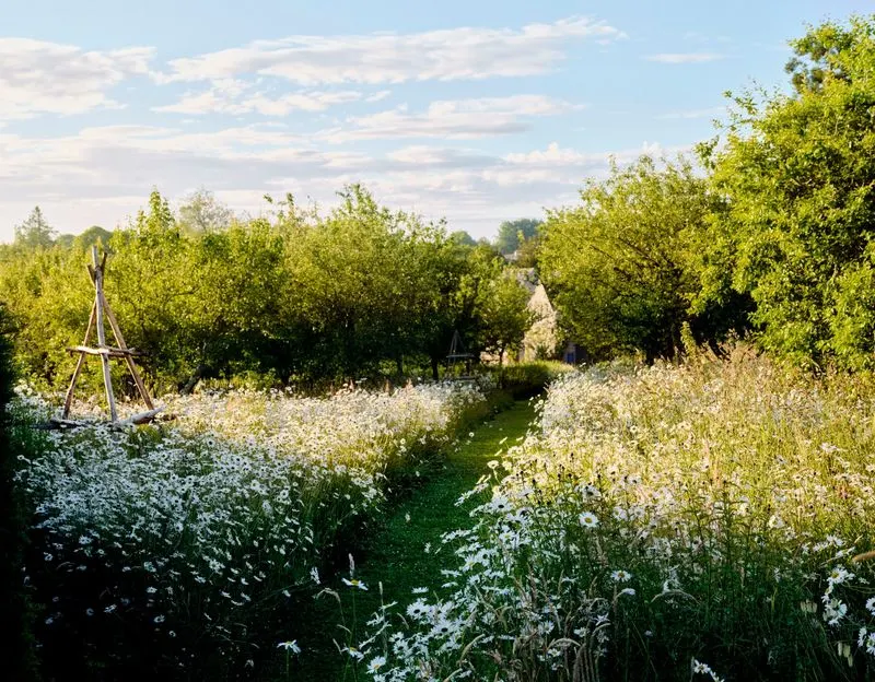 Wildflower Meadow