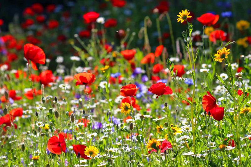 Wildflower Meadows