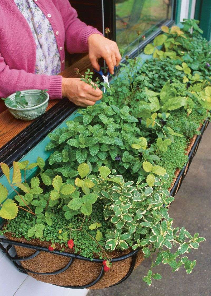 Window Box Herb Gardens