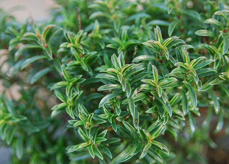 Winter Savory