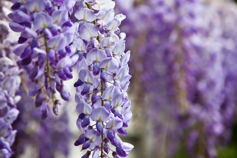 Wisteria