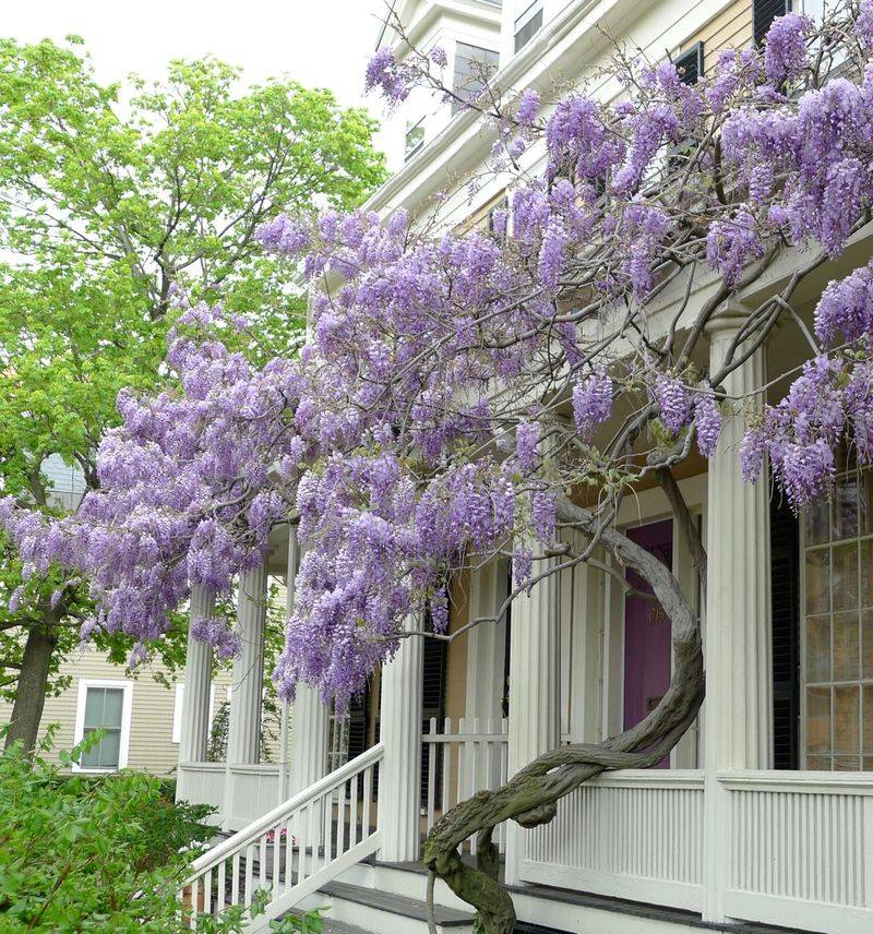 Wisteria