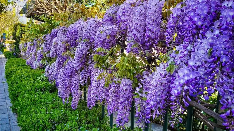 Wisteria