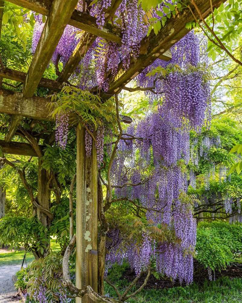 Wisteria