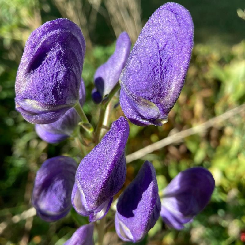 Wolfsbane