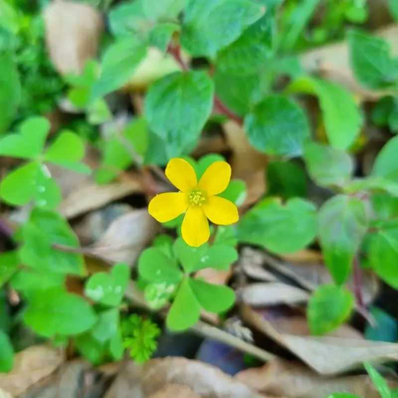 Wood Sorrel