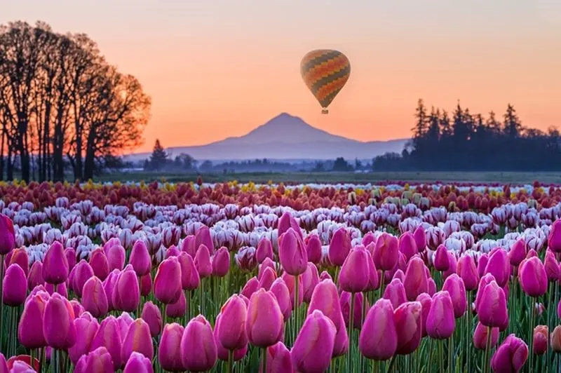 Wooden Shoe Tulip Festival