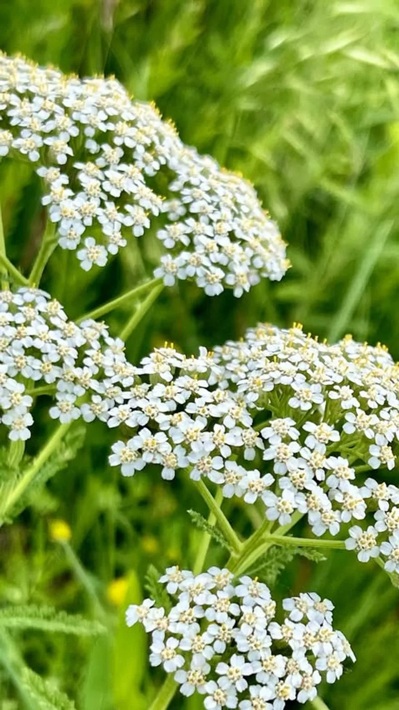 Yarrow