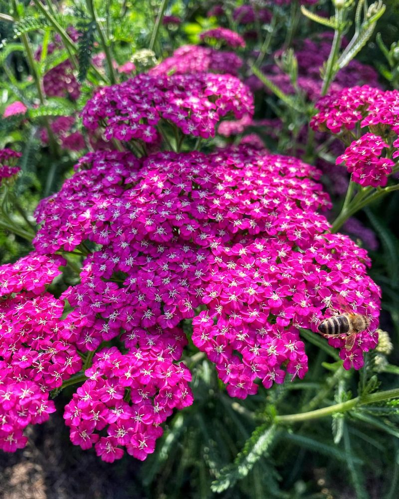 Yarrow