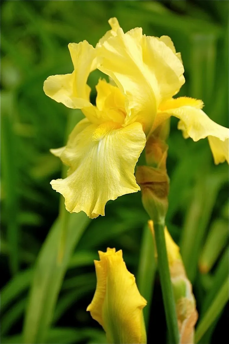 Yellow Flag Iris