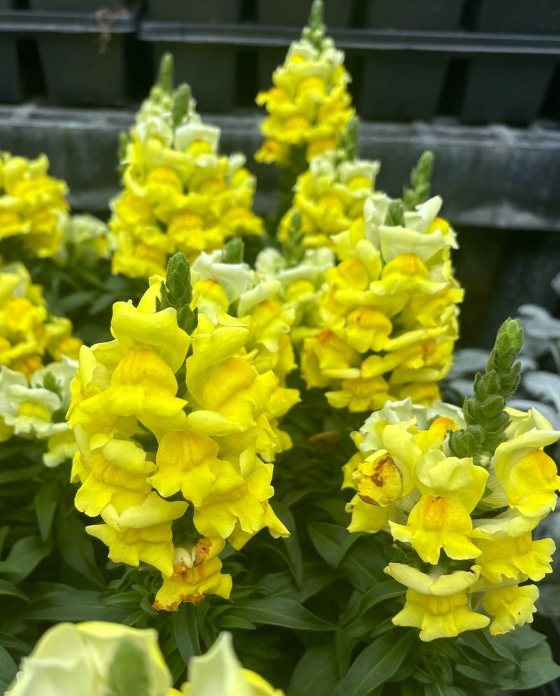 Yellow Snapdragon