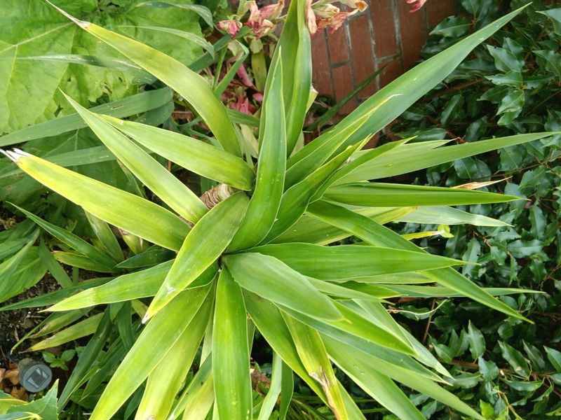 Yucca