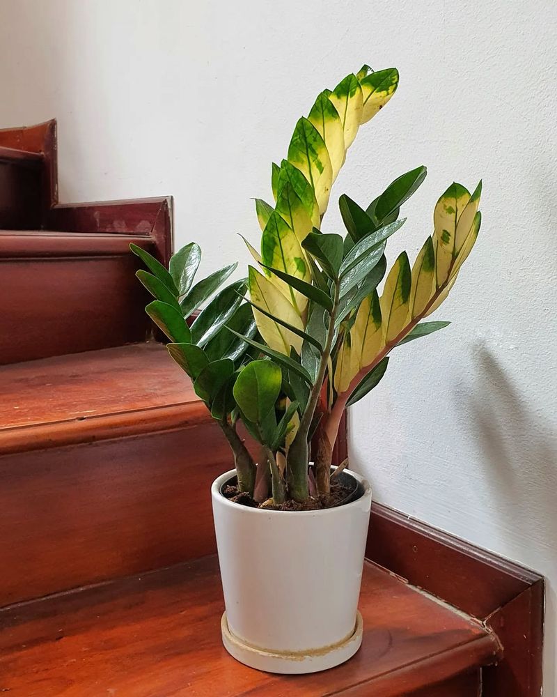 ZZ Plant