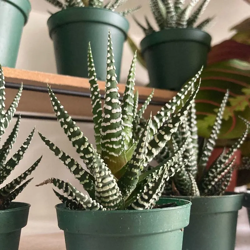 Zebra Haworthia